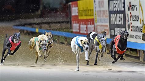 greyhound racing tips free|Free Greyhound Racing Tips (Australia & NZ) .